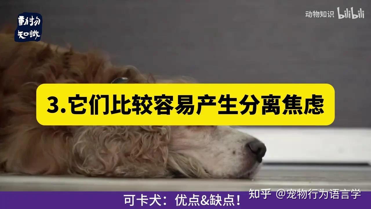 可卡犬：优点&缺点！ - 知乎