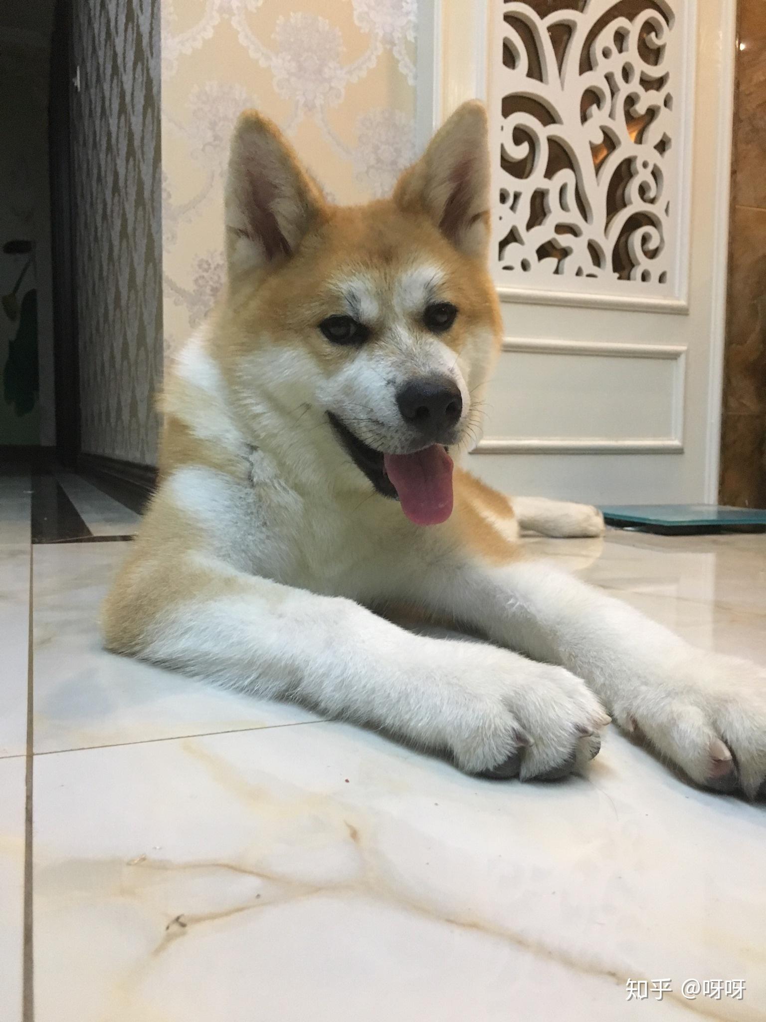 秋田犬公狗五个月了,不长个子,好捉急?五个月,就25斤.