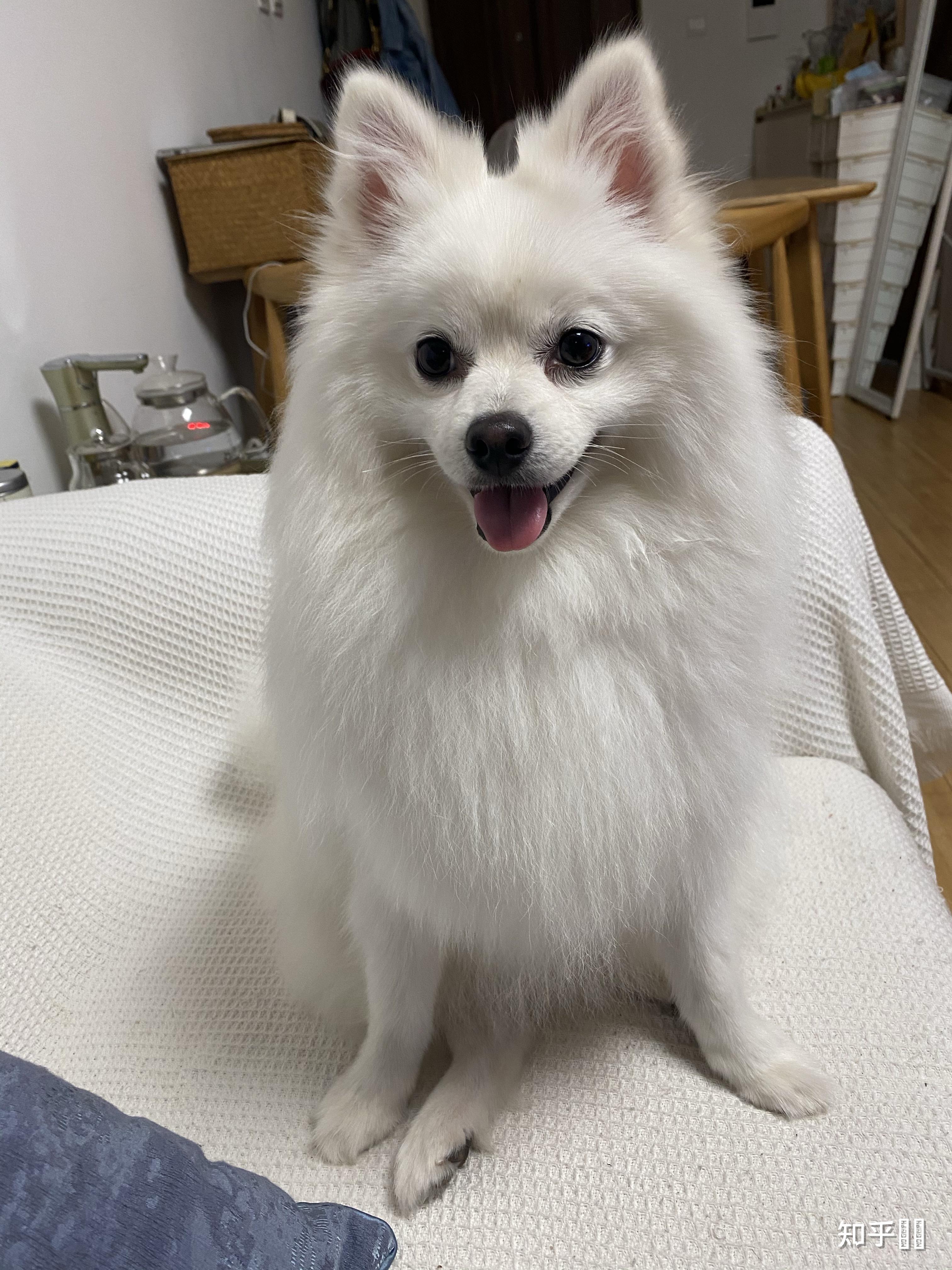 有没有大神可以给出比较标准的银狐犬,博美犬,和他俩串的,三者的图片