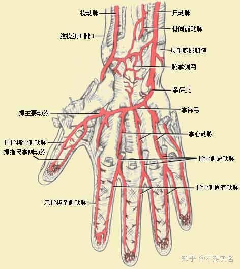 手腕动脉疼图片