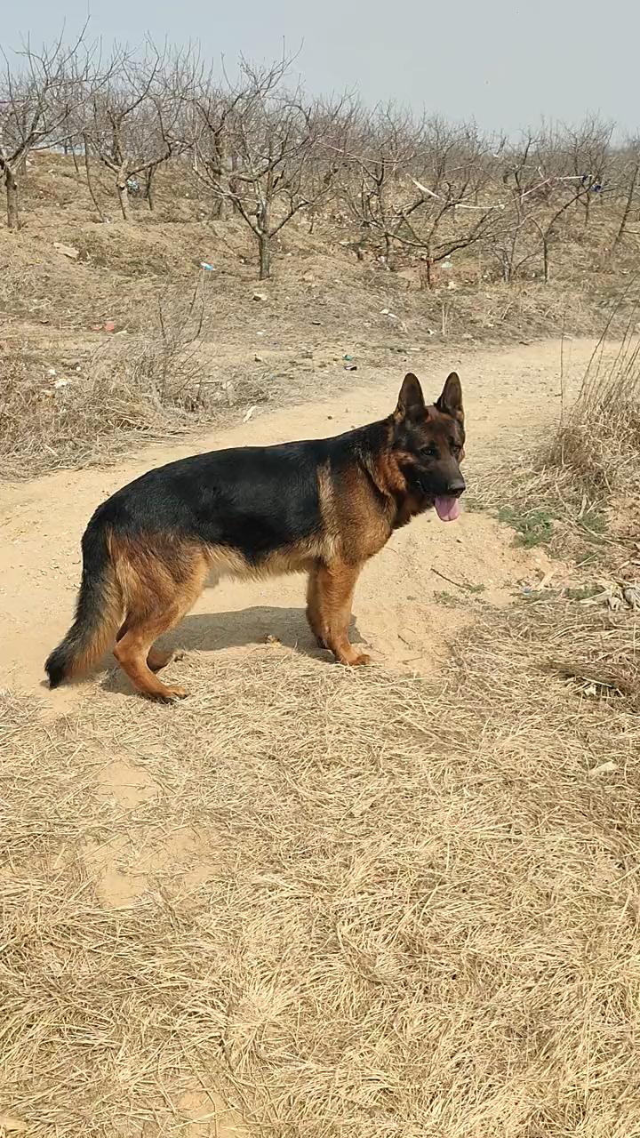 德牧这样养的还可以吧毛色很亮