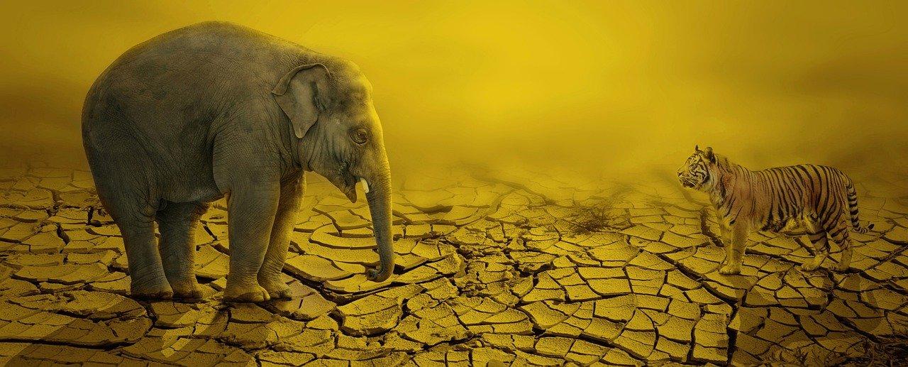 狮子寿命是多少