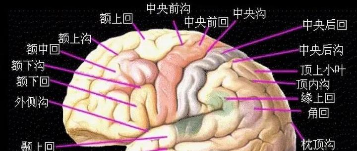 【推荐】颞叶 解剖、血供及影像 - 知乎