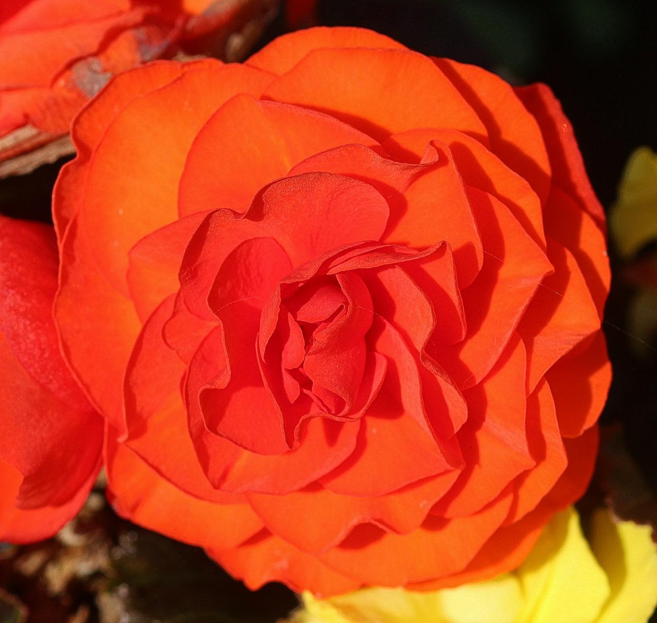 玫瑰花多少钱一枝