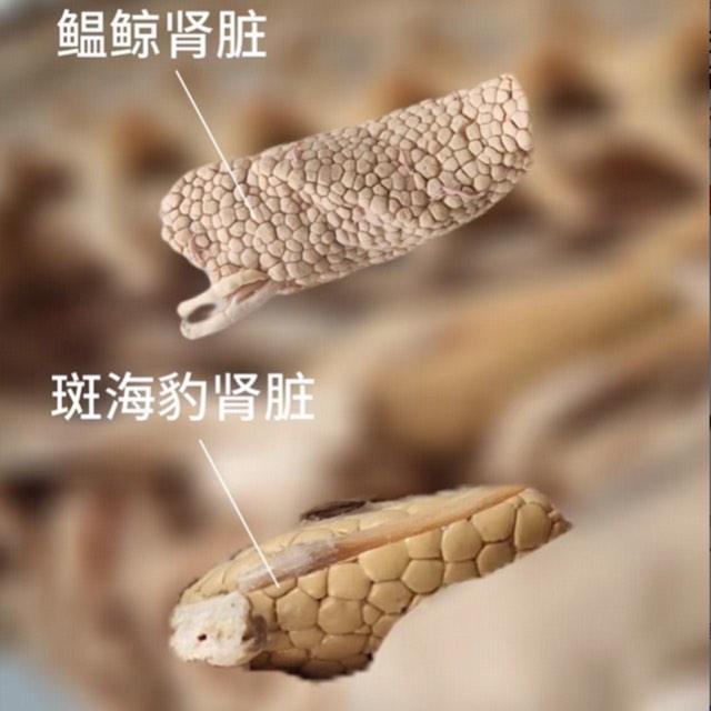 海豹、海狮、海狗、海象、海牛等海洋哺乳动物会喝海水补水么？