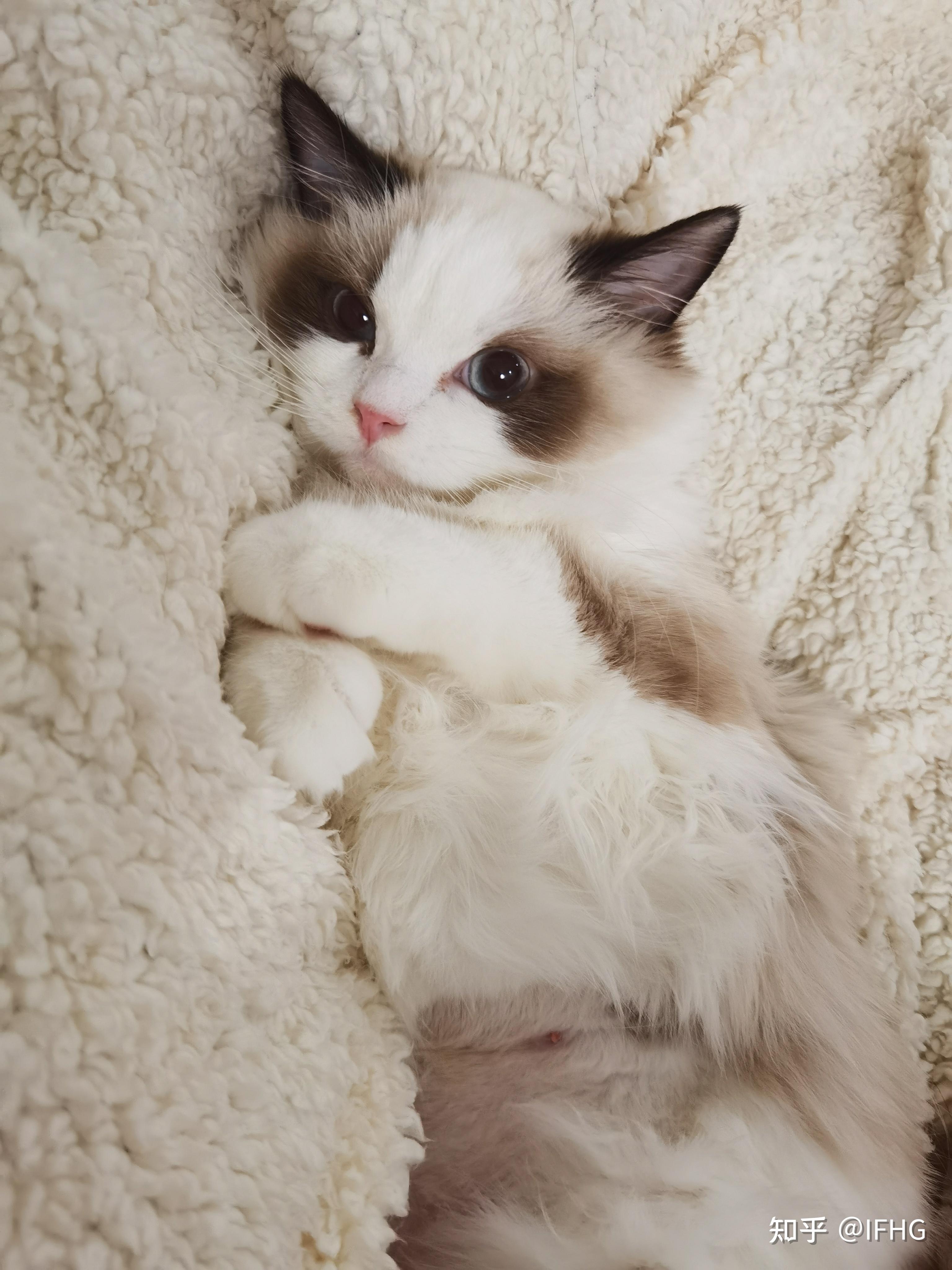 这只3500的布偶猫可以吗