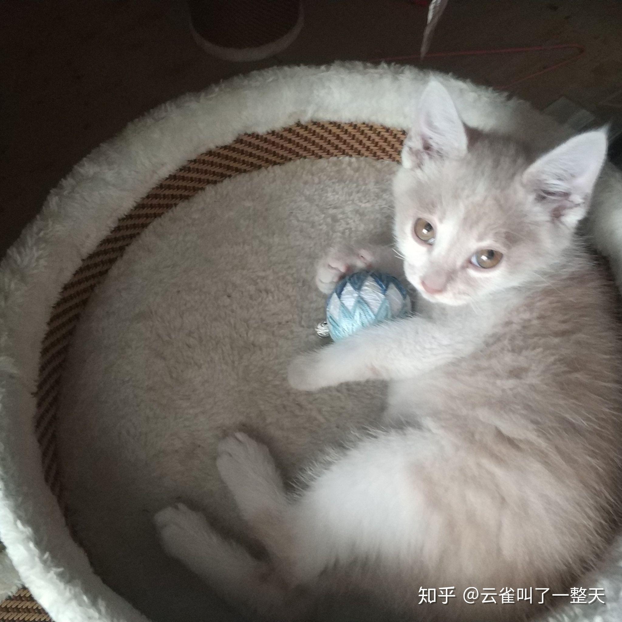 奶茶色的橘猫什么原因啊会长回橘色吗