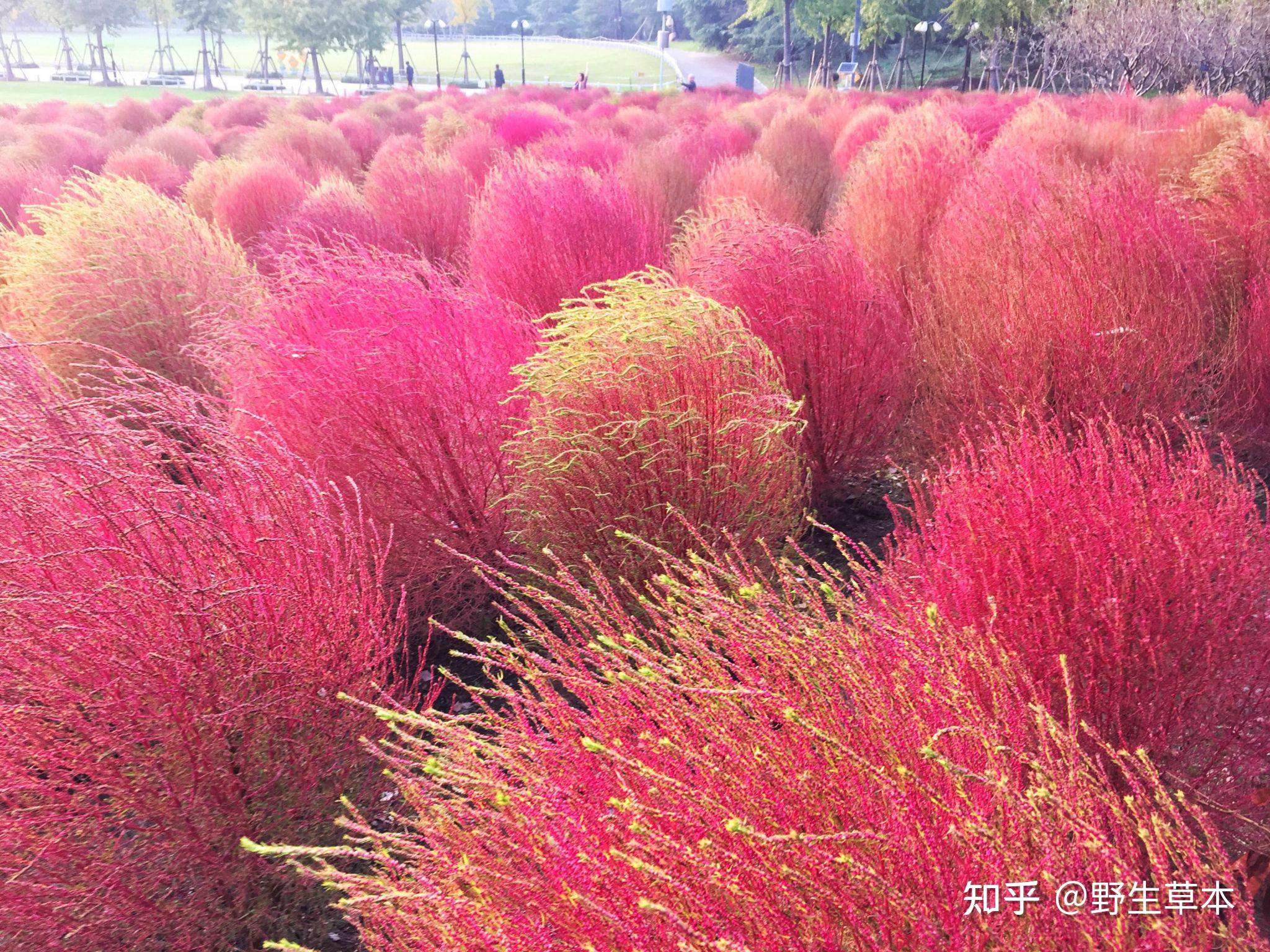 地肤草 知乎 
