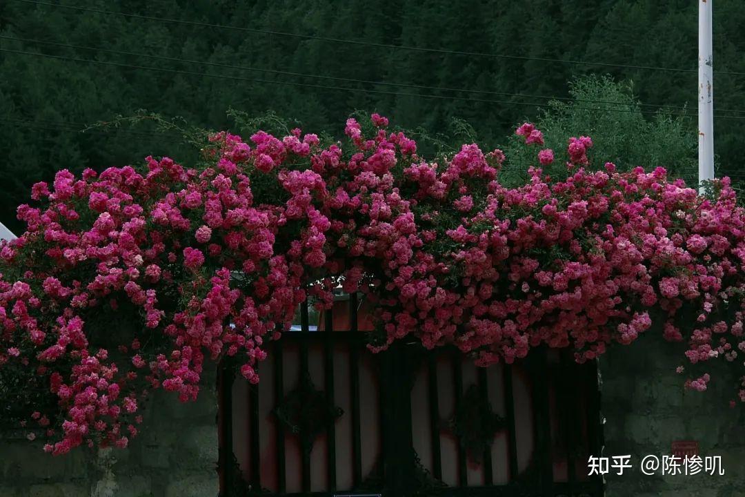 西藏|在边境小城亚东,徒步去森林 - 知乎