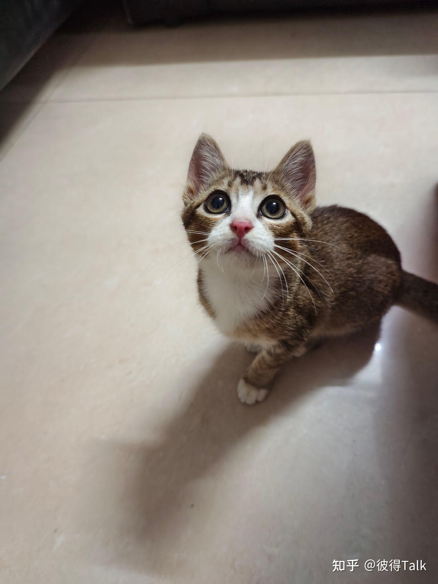 养雀猫(麻猫)是一种怎样的体验? - 知乎