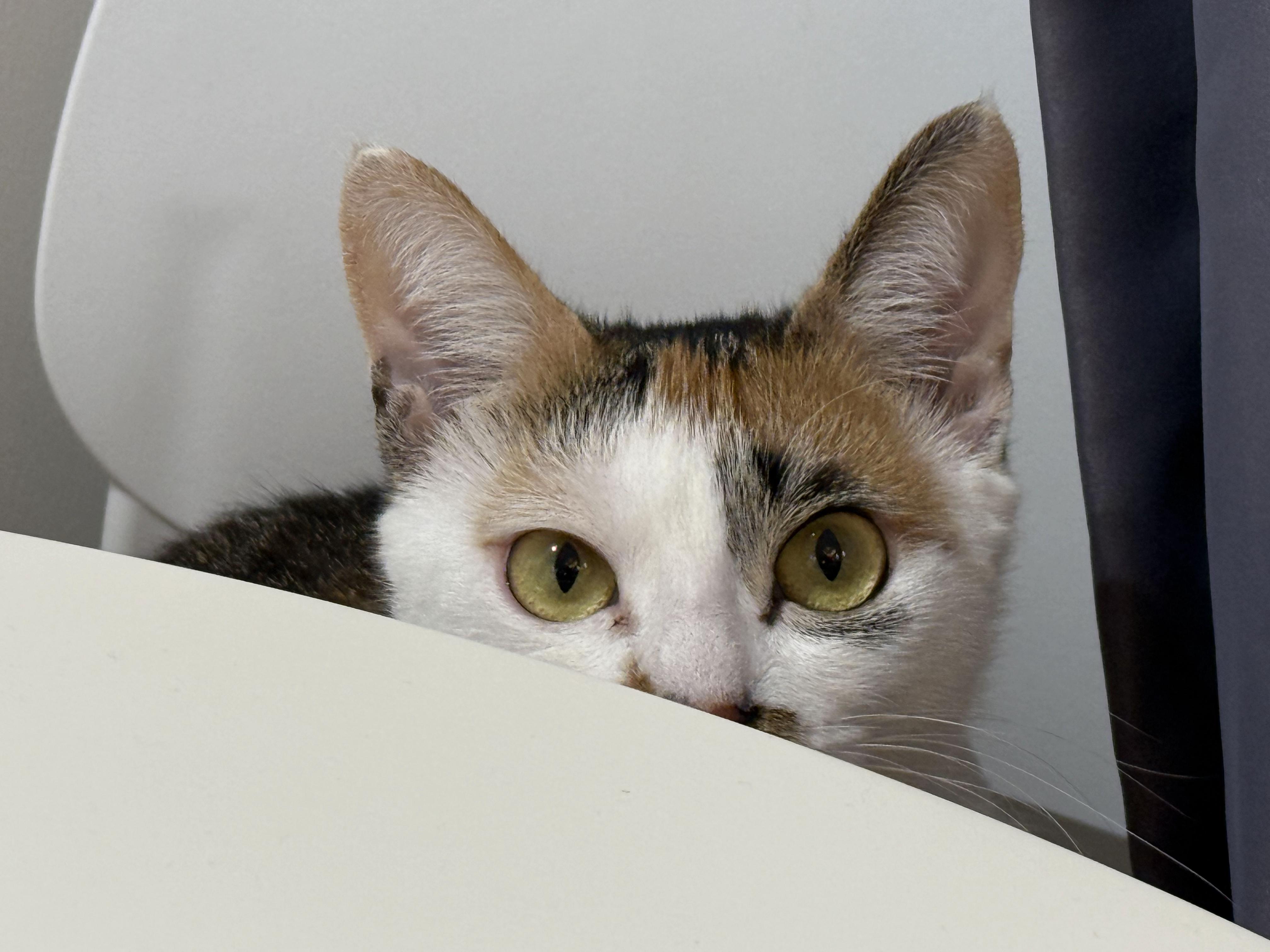 猫猫的奇幻漂流好看吗?拿了奥斯卡最佳动画长片,值得去看吗? - 知乎