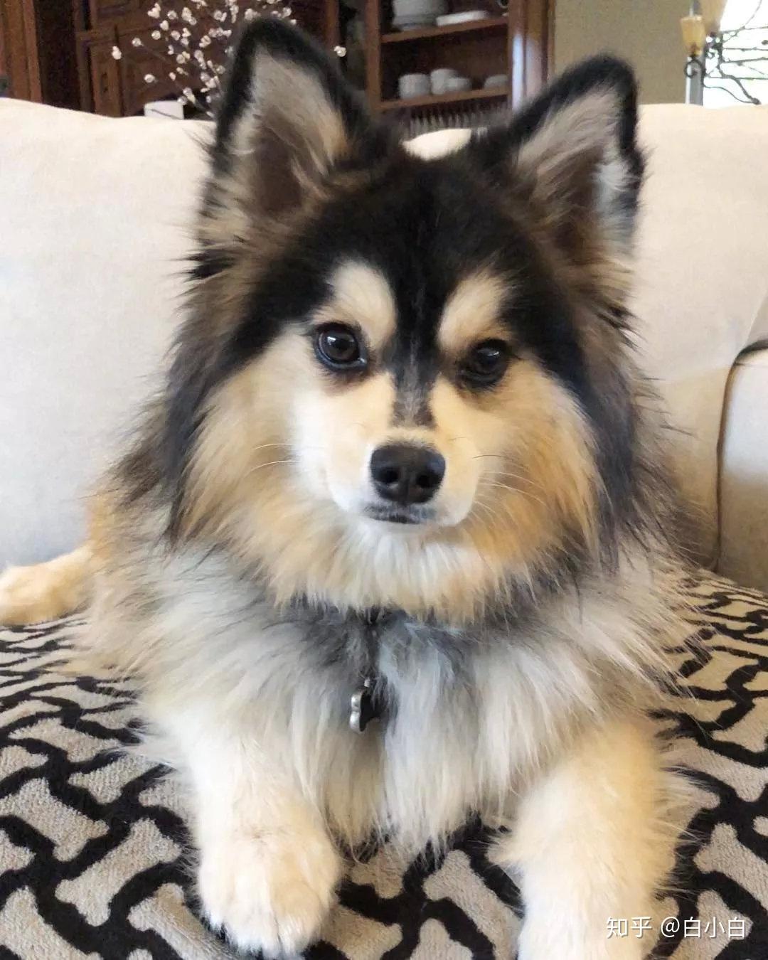 你见过哪些特别漂亮可爱的混血狗狗? - 知乎