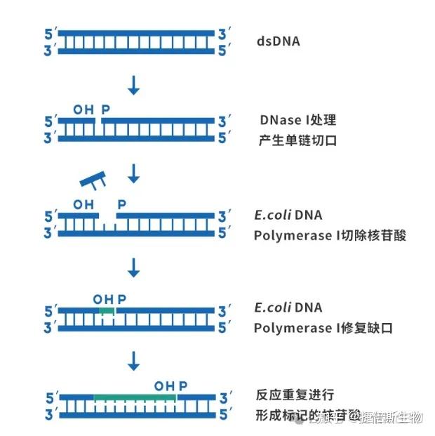 如何精确的剪切DNA？ - 知乎