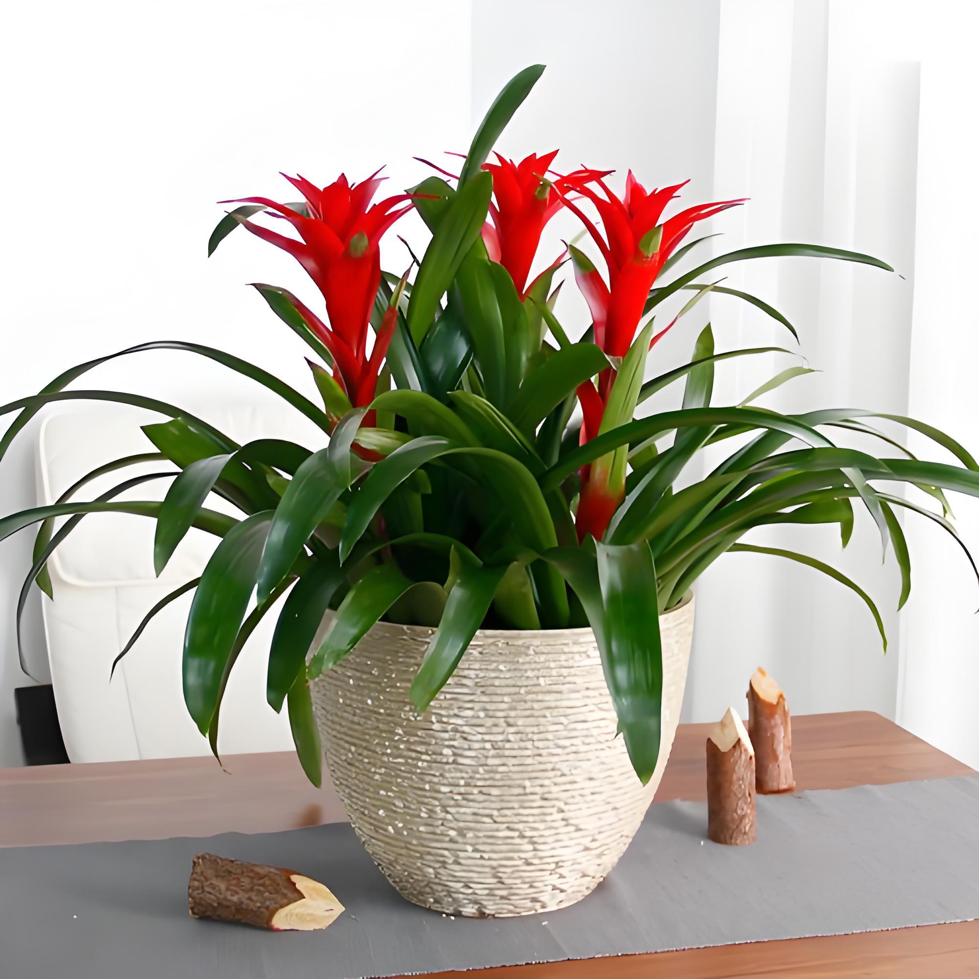 办公室会议桌该放什么绿植比较好?