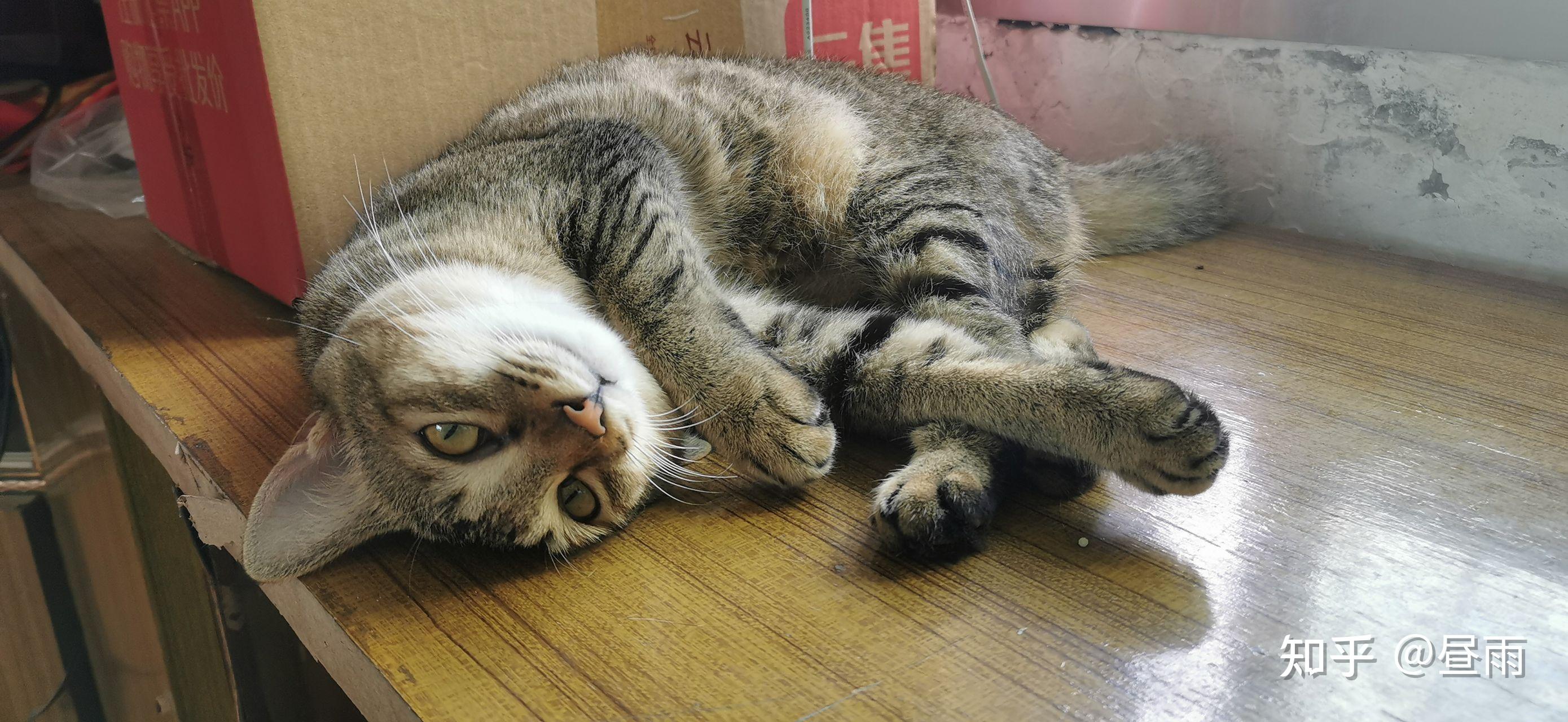 养雀猫(麻猫)是一种怎样的体验? - 知乎