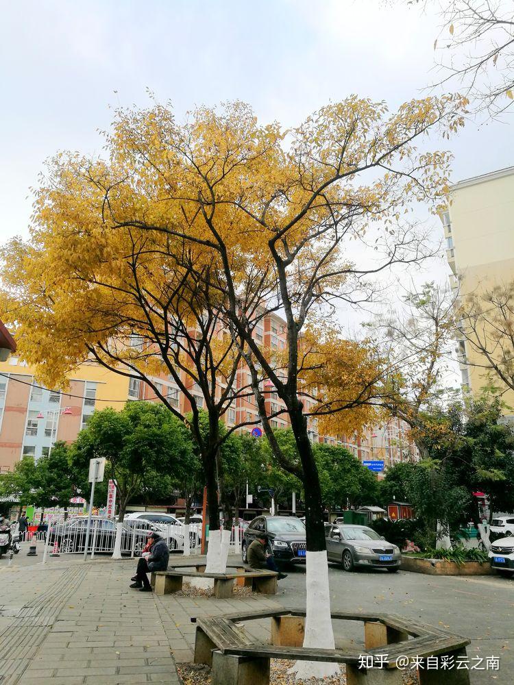昆明人的冬日乐趣一赏滇朴、遨游书海、吃过桥米线! - 知乎