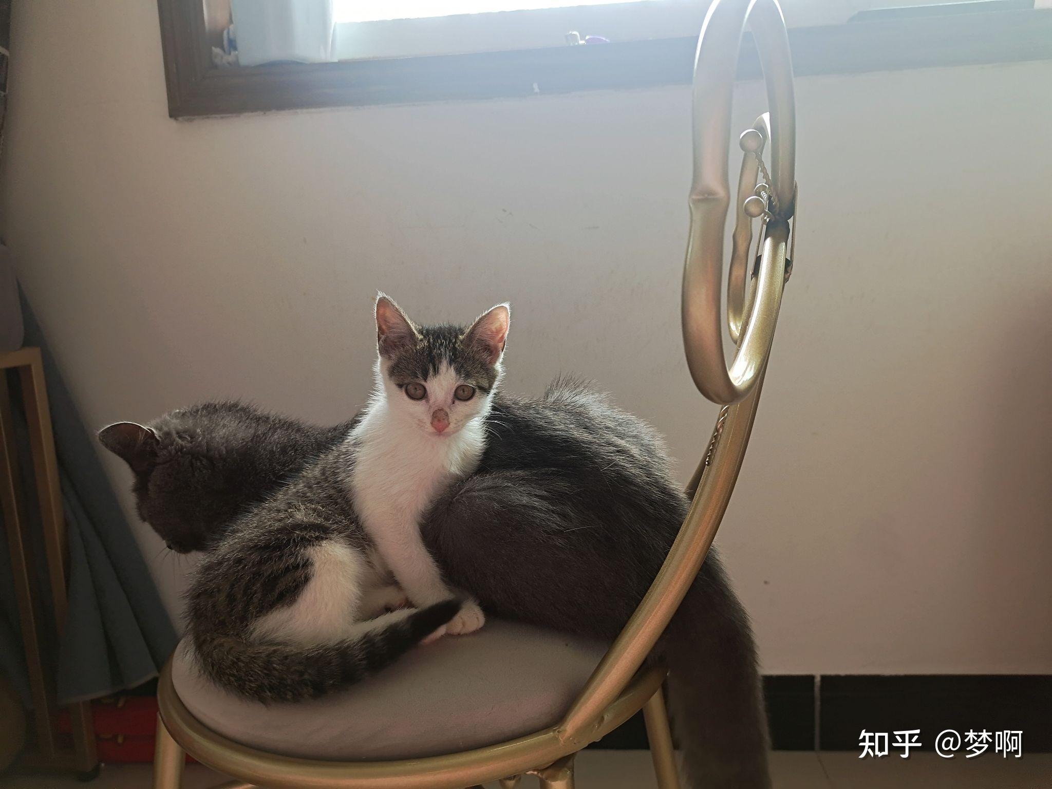 四川简州猫的耳朵到底跟普通猫有什么不同? - 知乎