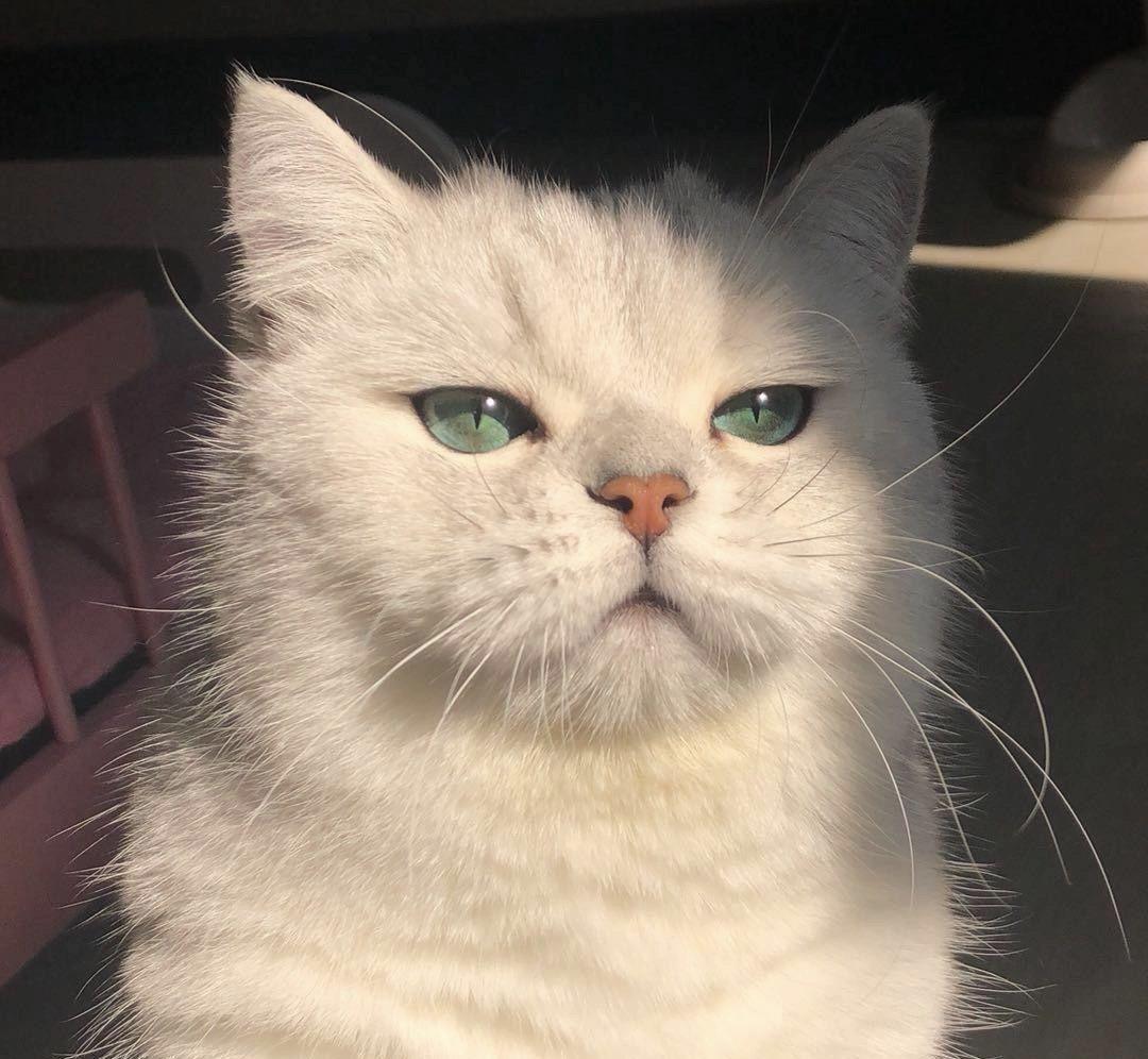 有没有看上去酷酷的男生猫头像?