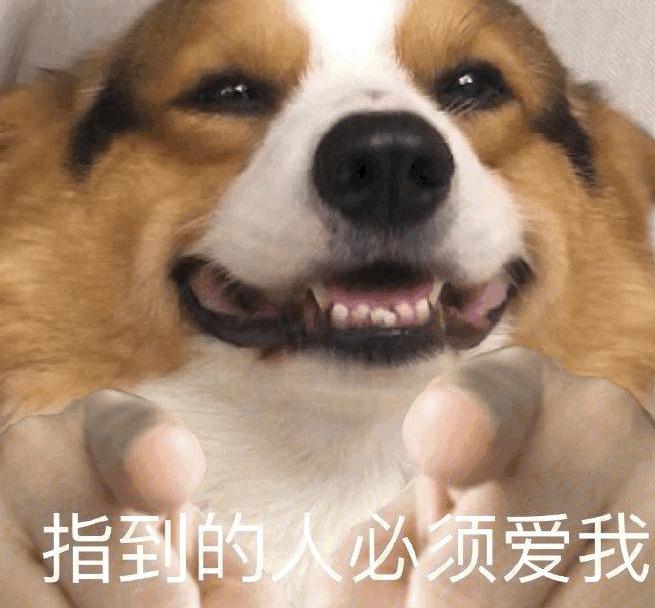 谁有二哈指人的表情包? - 知乎