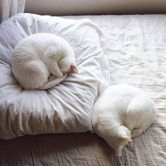 蜷缩睡觉的猫图片