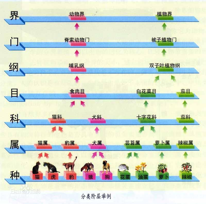 生物常识考点之生物分类 - 知乎
