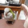 花雅