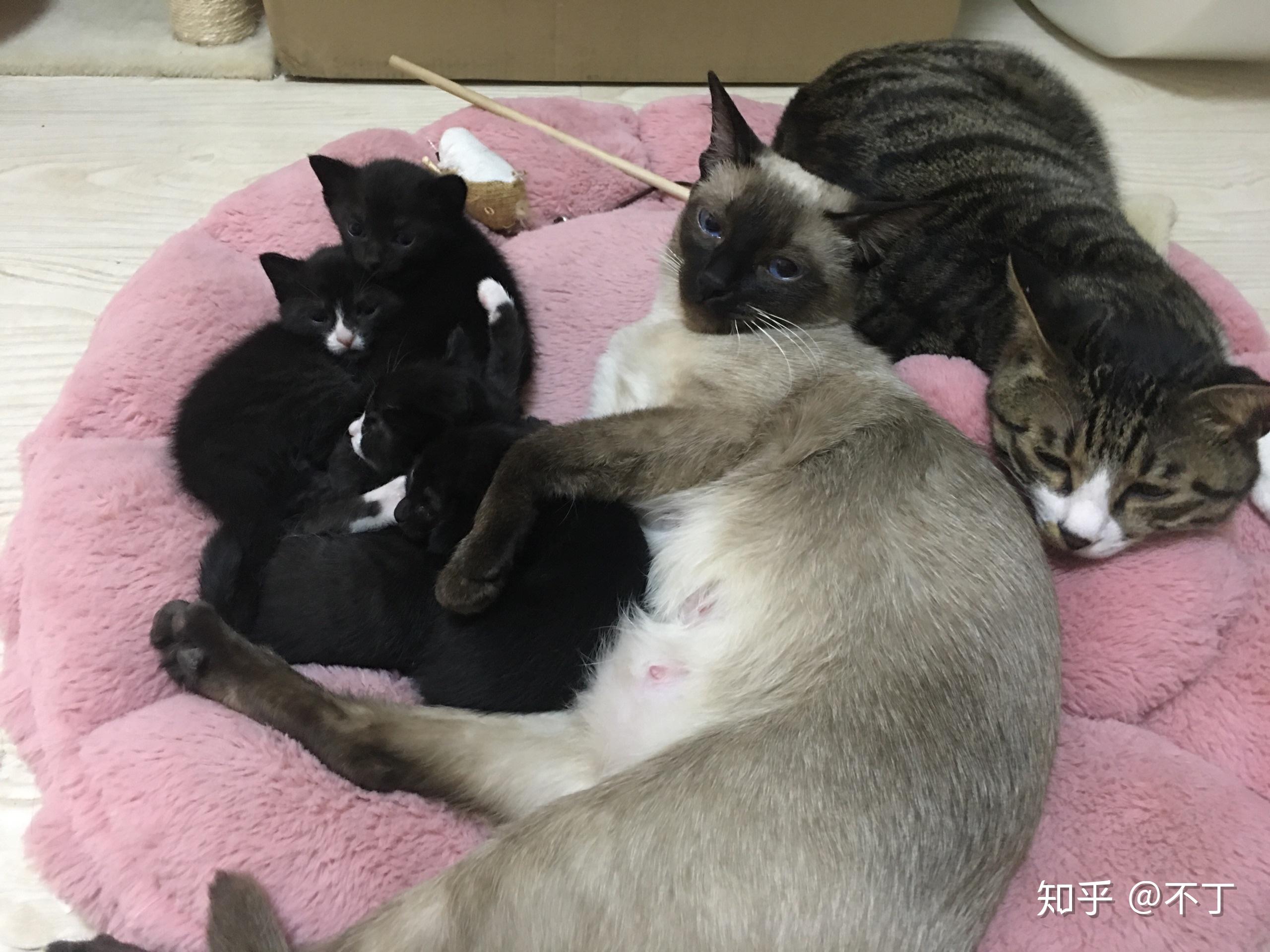 暹罗猫可以配狸花猫么