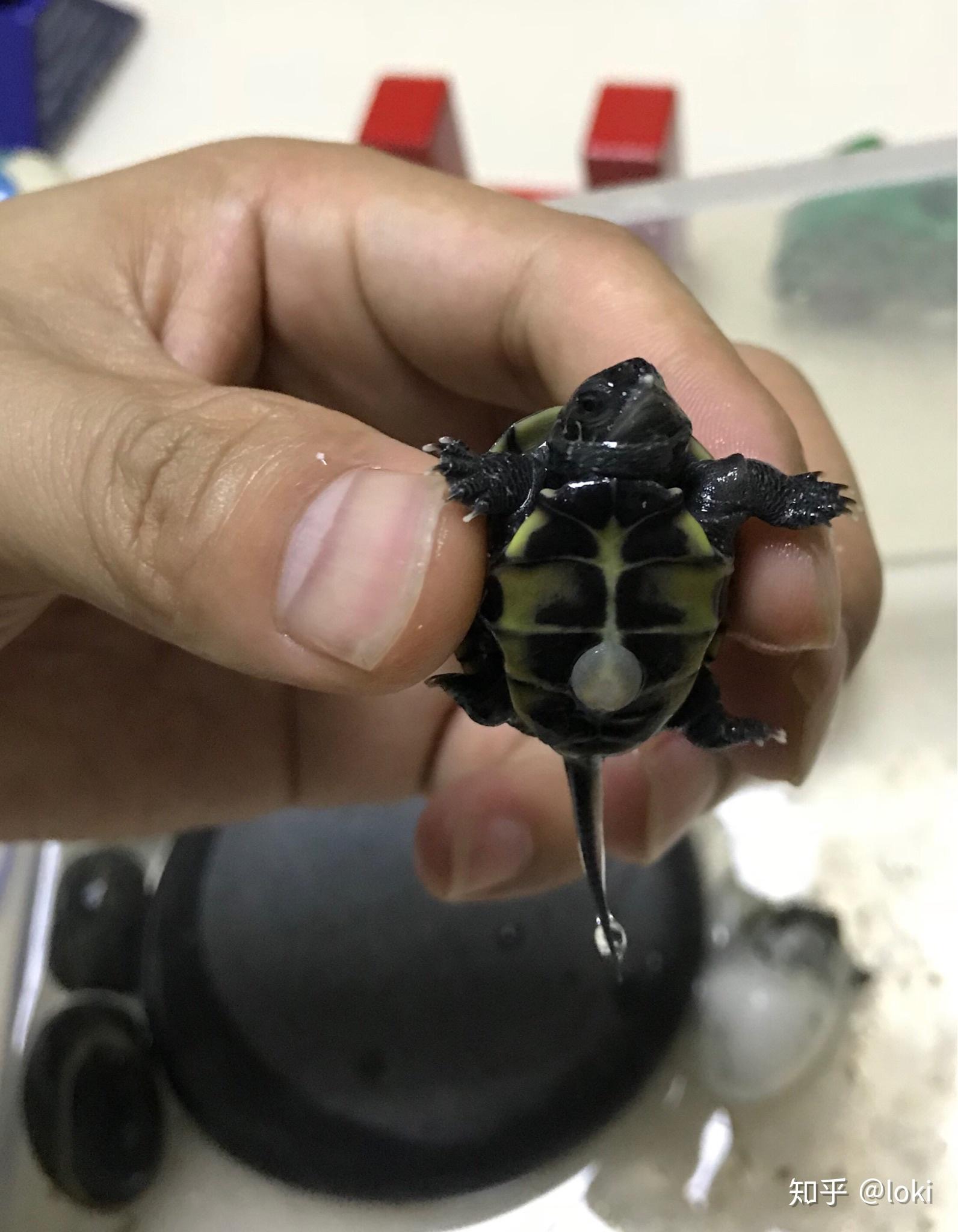 家里只有一只乌龟是母的前两天下蛋了但是蛋上有精斑我应不应该孵