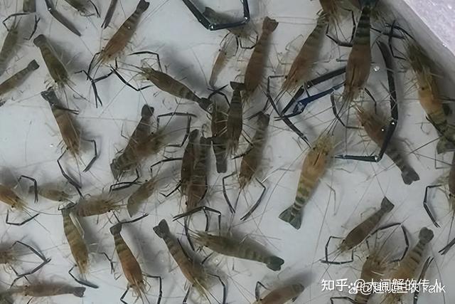 稻虾共生模式：罗氏沼虾的稻田养殖技术 - 知乎