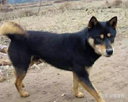 中华田园犬中的四眼狗是什么犬类