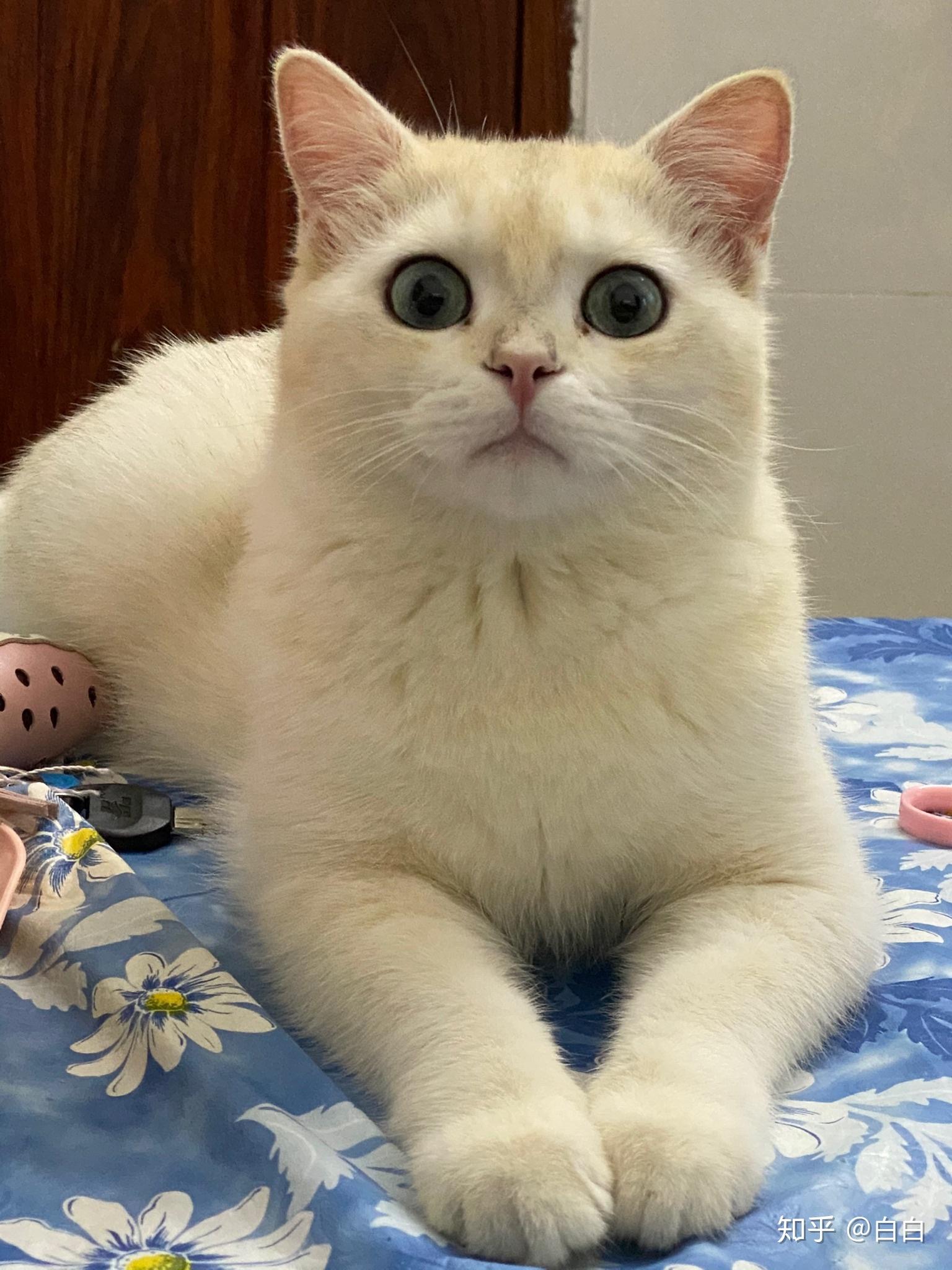 银渐层和金点渐层能配吗小猫什么样呢