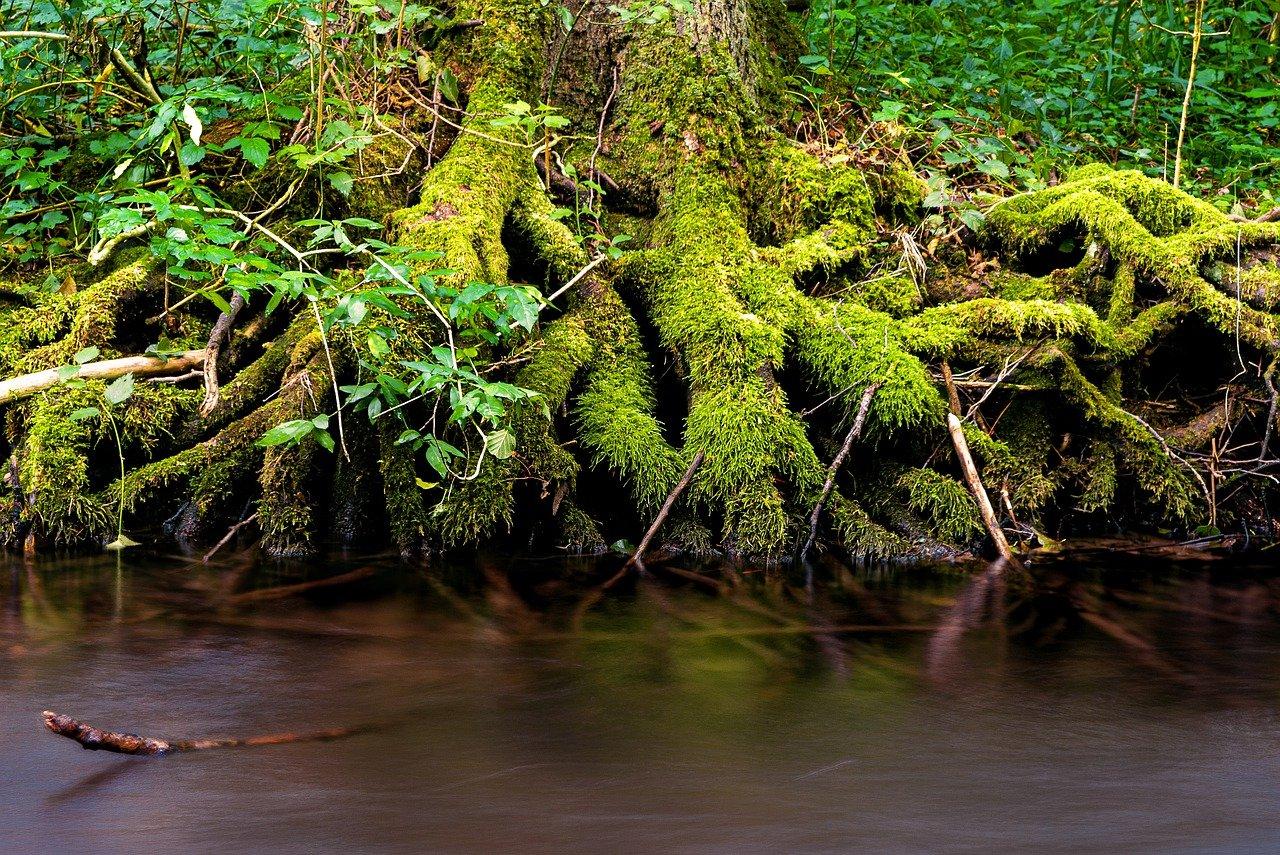 4. 热带雨林异域花