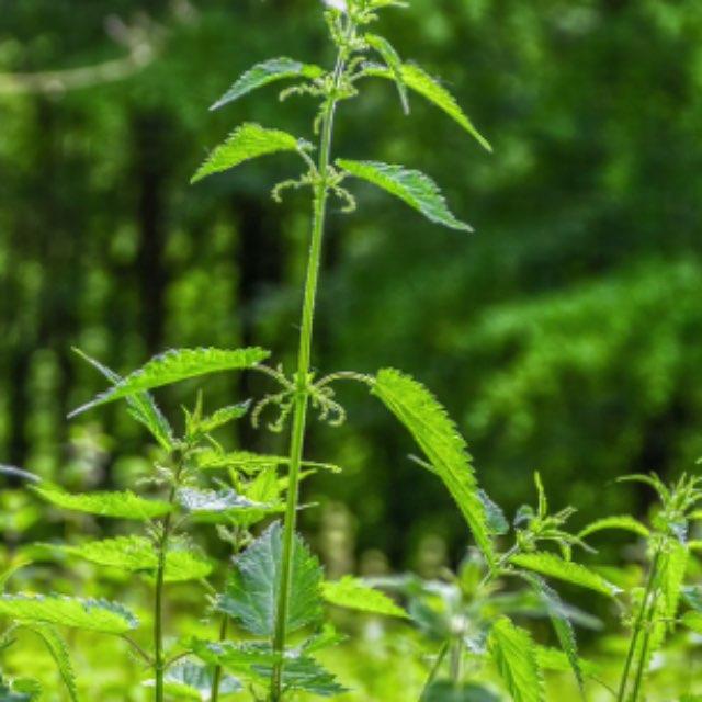 小时候常见又叫不上名的植物(小时候常见的野生植物)