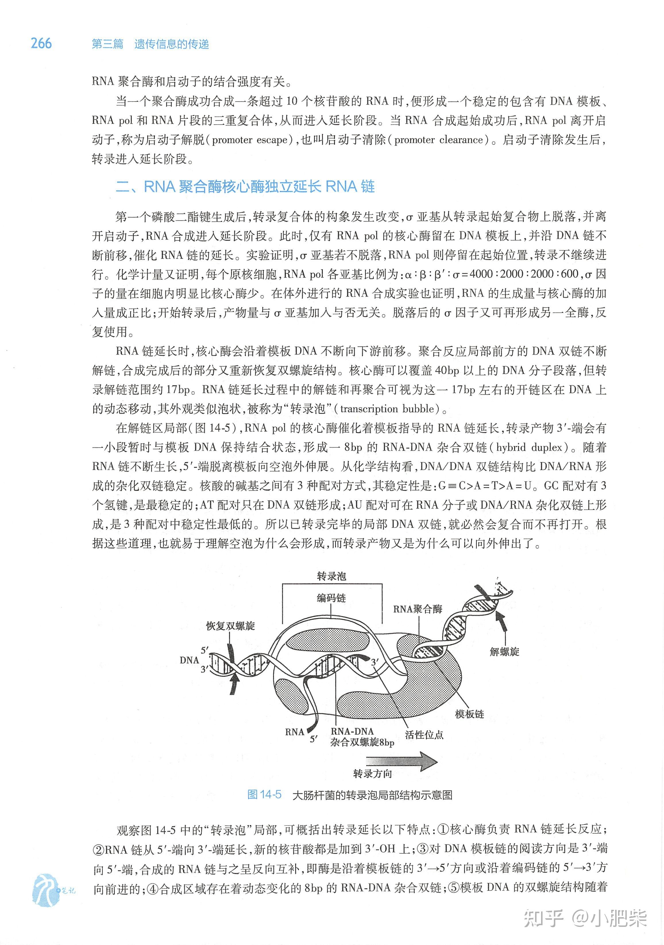 生化课本带读-第十四章 RNA合成(转录) - 知乎