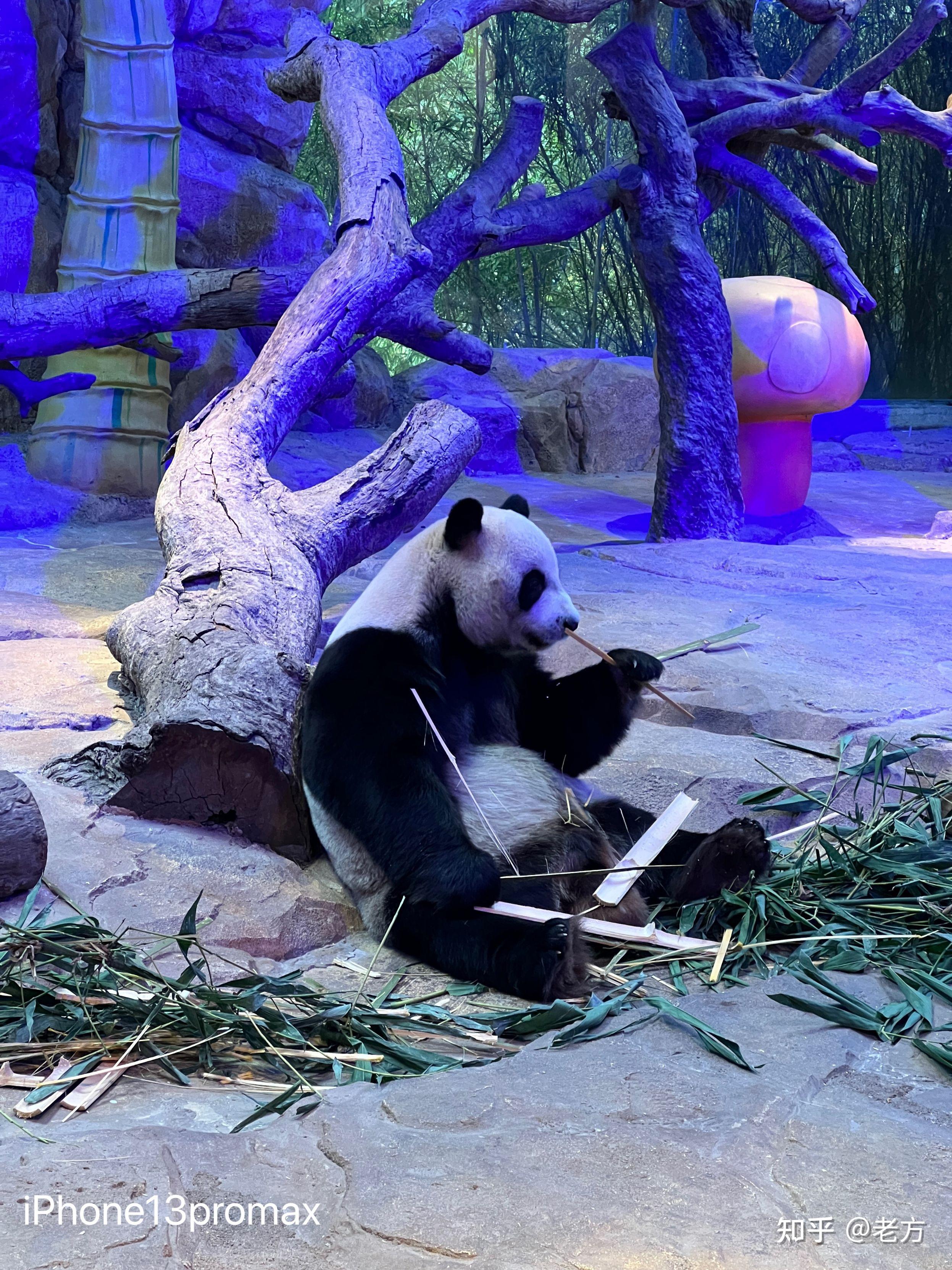 收購iPhone13Promax