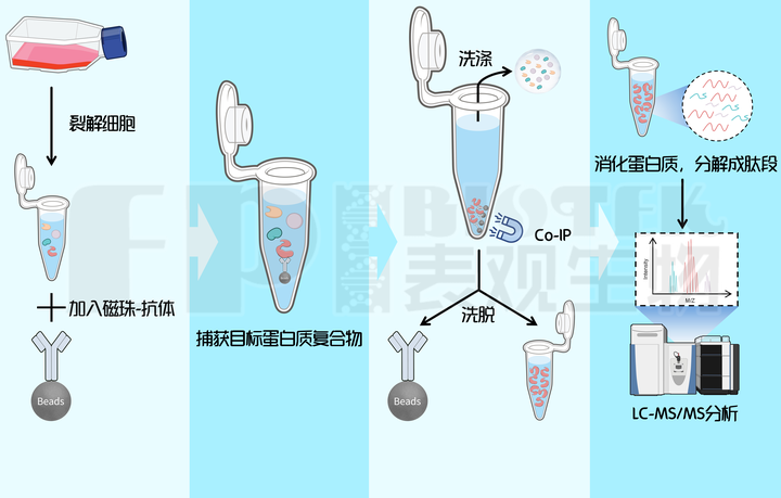 Co-IP/MS：蛋白免疫共沉淀质谱分析服务- 知乎