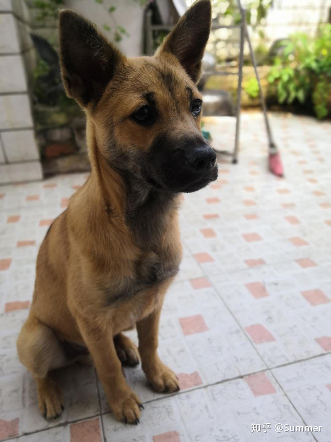 中华田园犬（土狗）有哪些优点是宠物狗不能比的？ - 知乎