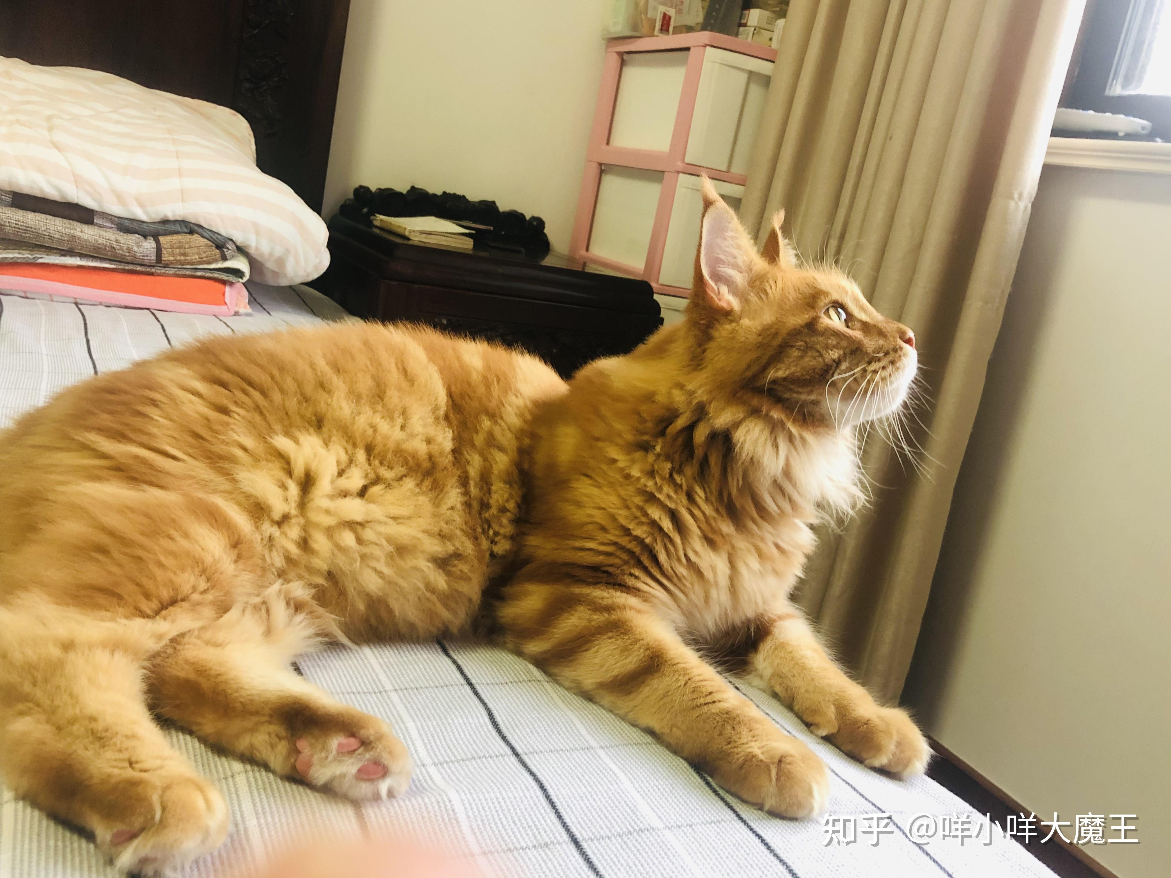 缅因猫和橘猫的串串图片