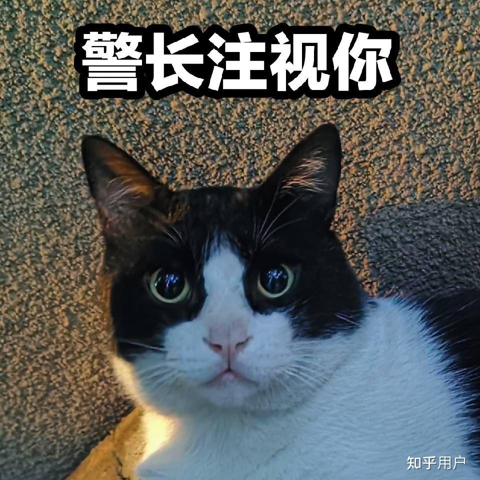 有没有几把猫的表情包