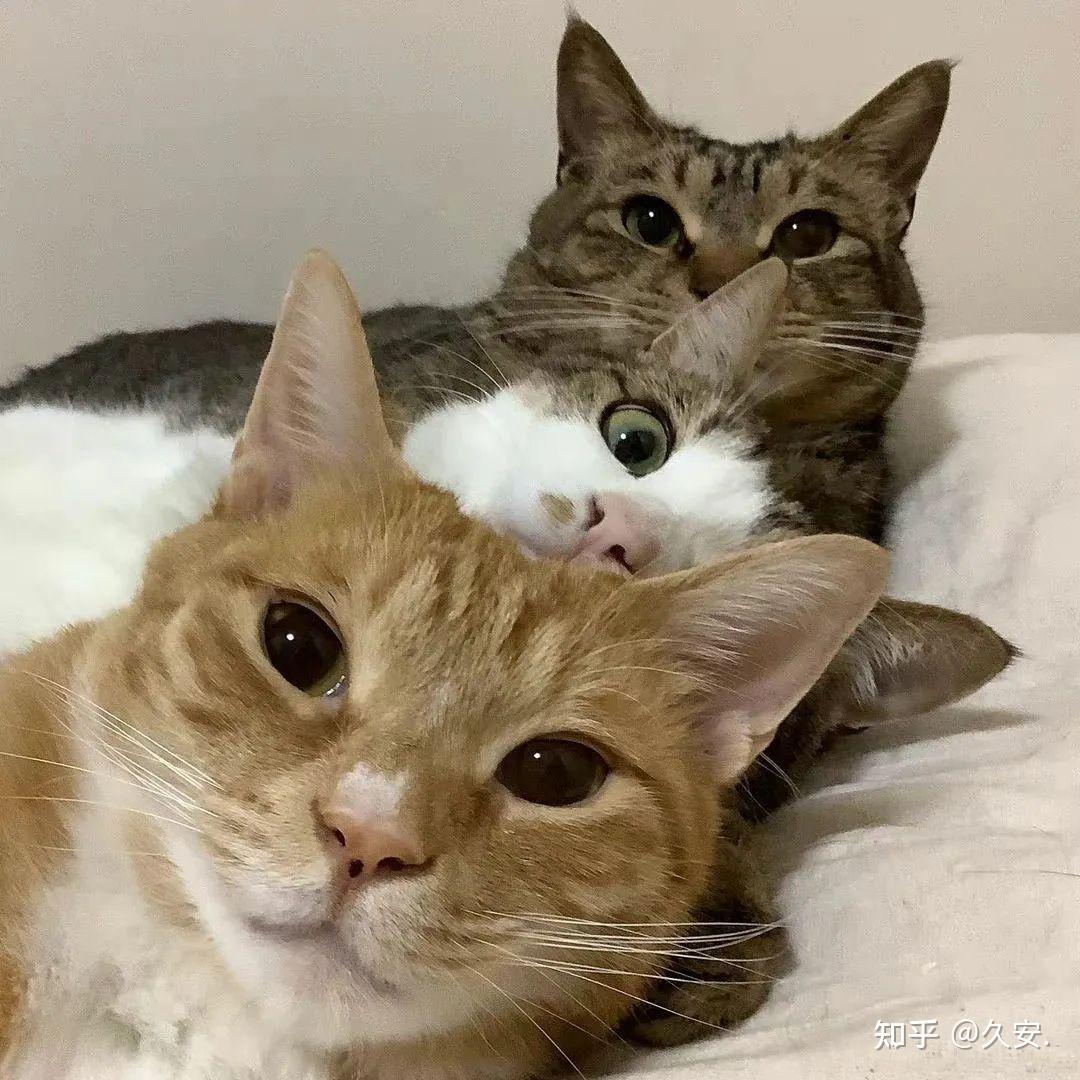 有哪些搞怪又可爱的微信头像值得分享? - 知乎