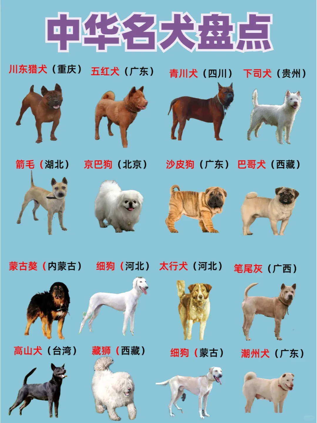 快来认识下这些小土狗|中华田园犬合集 - 知乎