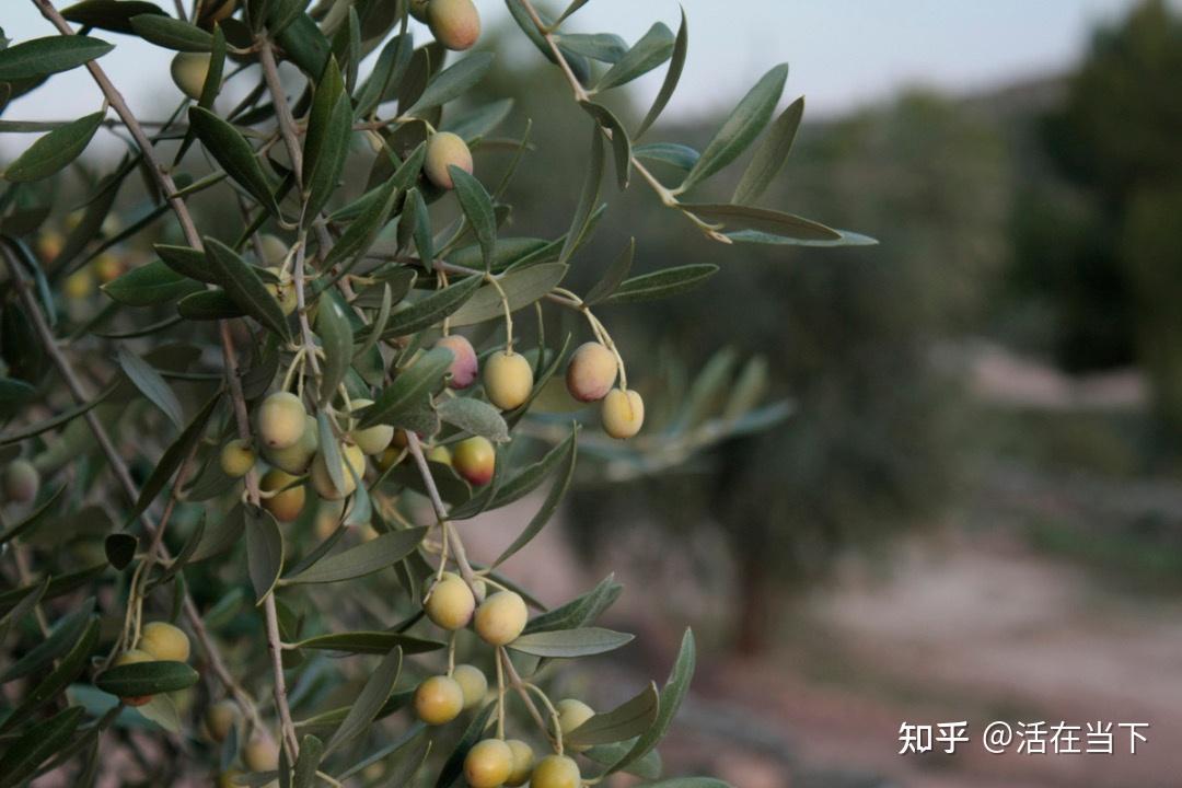 橄榄树是什么样的？ - 知乎