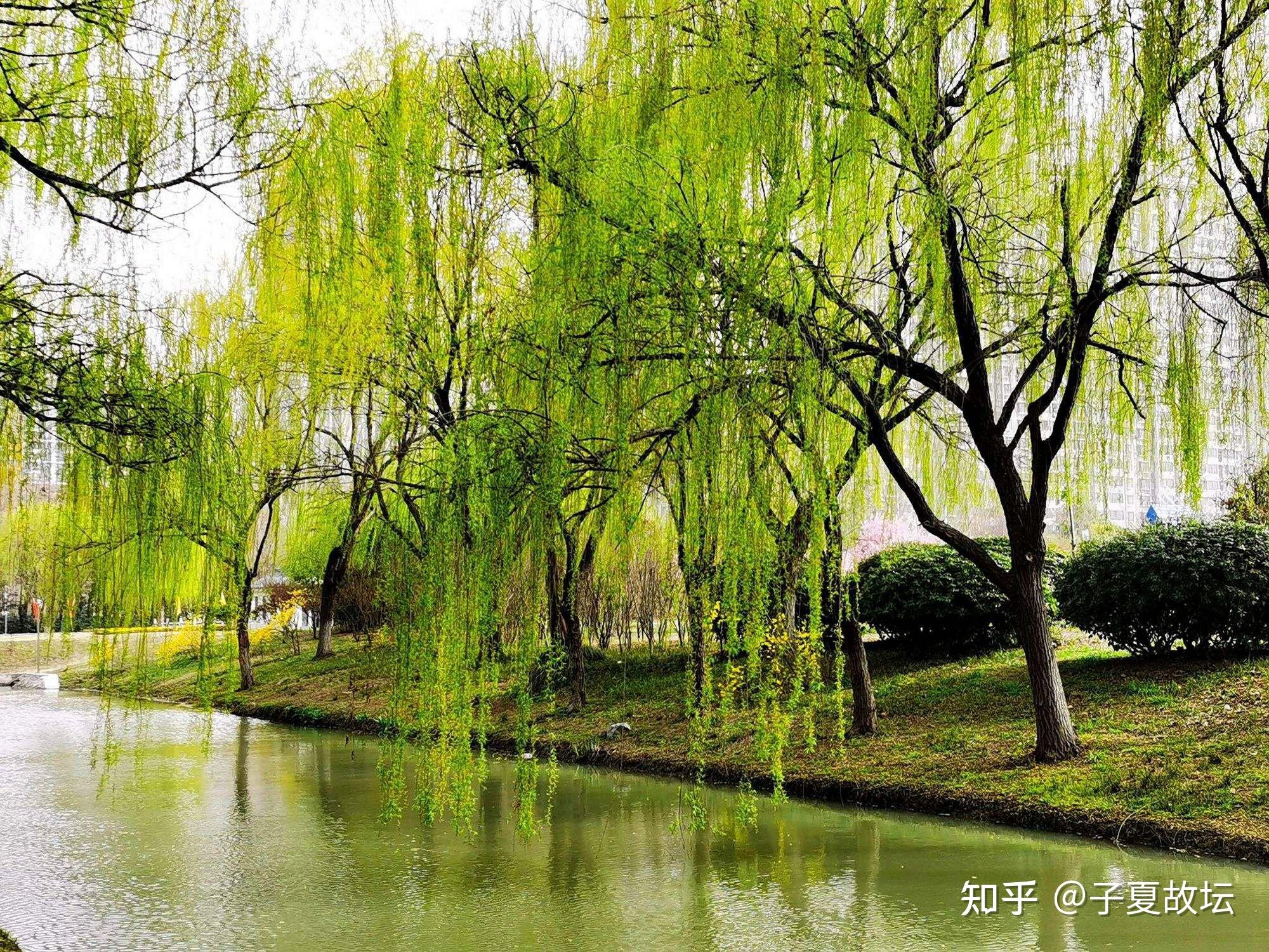丝绦的本义里什么,在诗中指的是什么? - 知乎