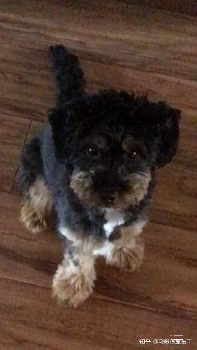 柯基跟泰迪串串会是什么样的? - 知乎