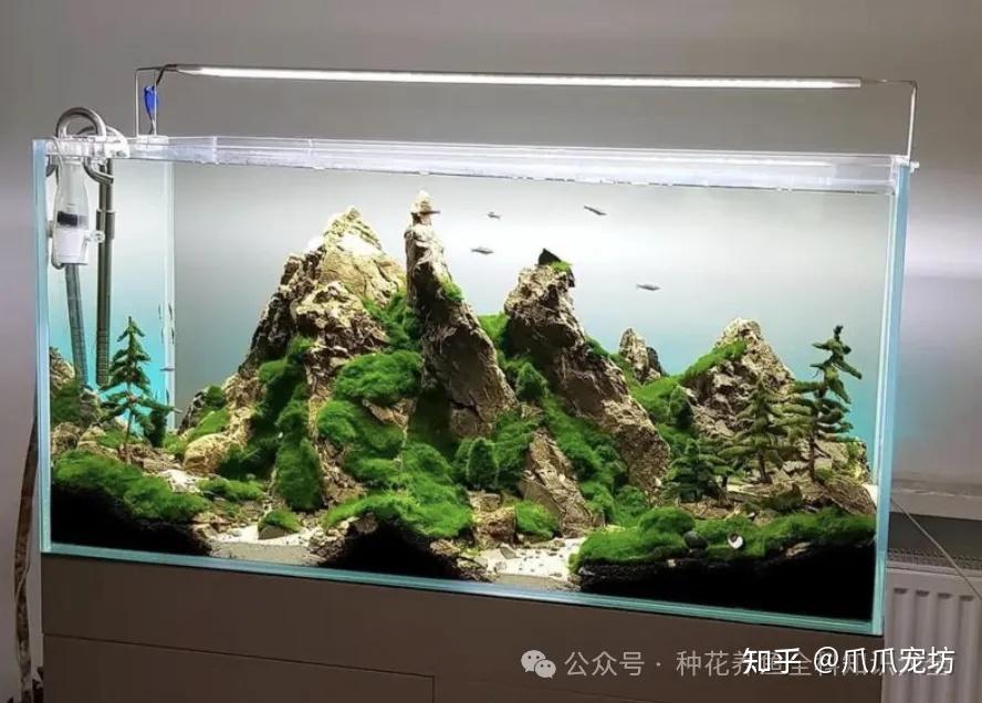 新手养鱼的6个步骤,成为真正的养鱼人。让你养的鱼成为家庭的一份子。 - 知乎