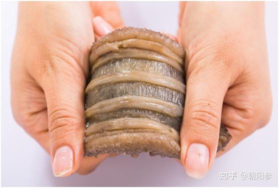 海参的内筋有什么作用? - 知乎