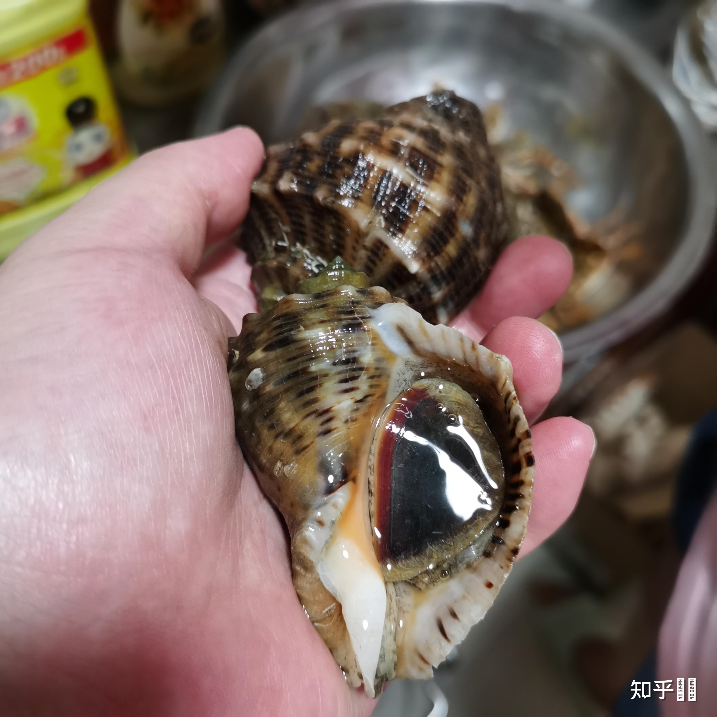 青岛网友赶海遇到「活化石」文昌鱼,该物种已在地球生存几亿年,有何种