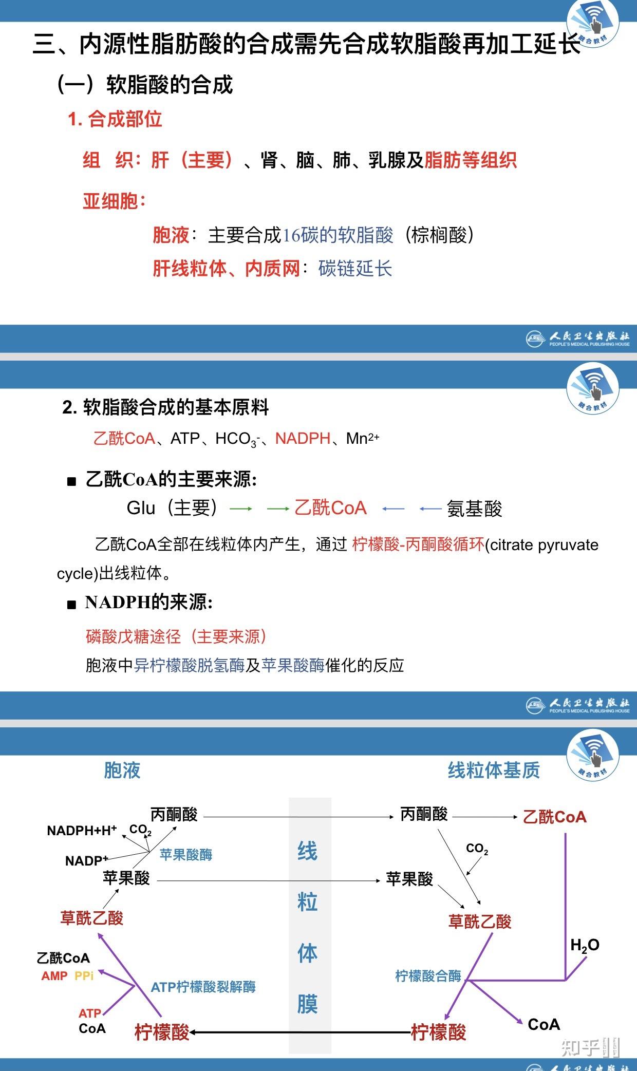 人体的脂质代谢是怎么个流程? - 知乎