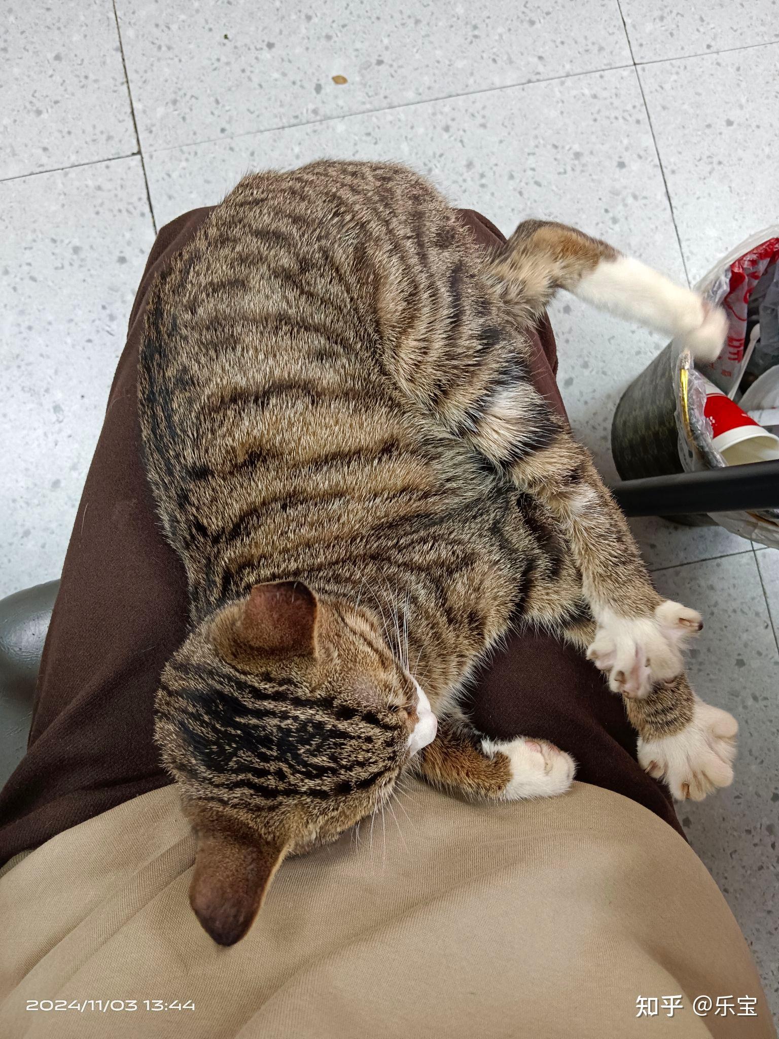 有什么新手好养的猫猫推荐吗? - 知乎