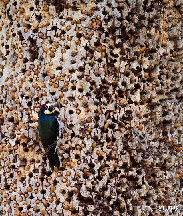 有哪些密集恐惧症的人看了会头皮发麻的图片